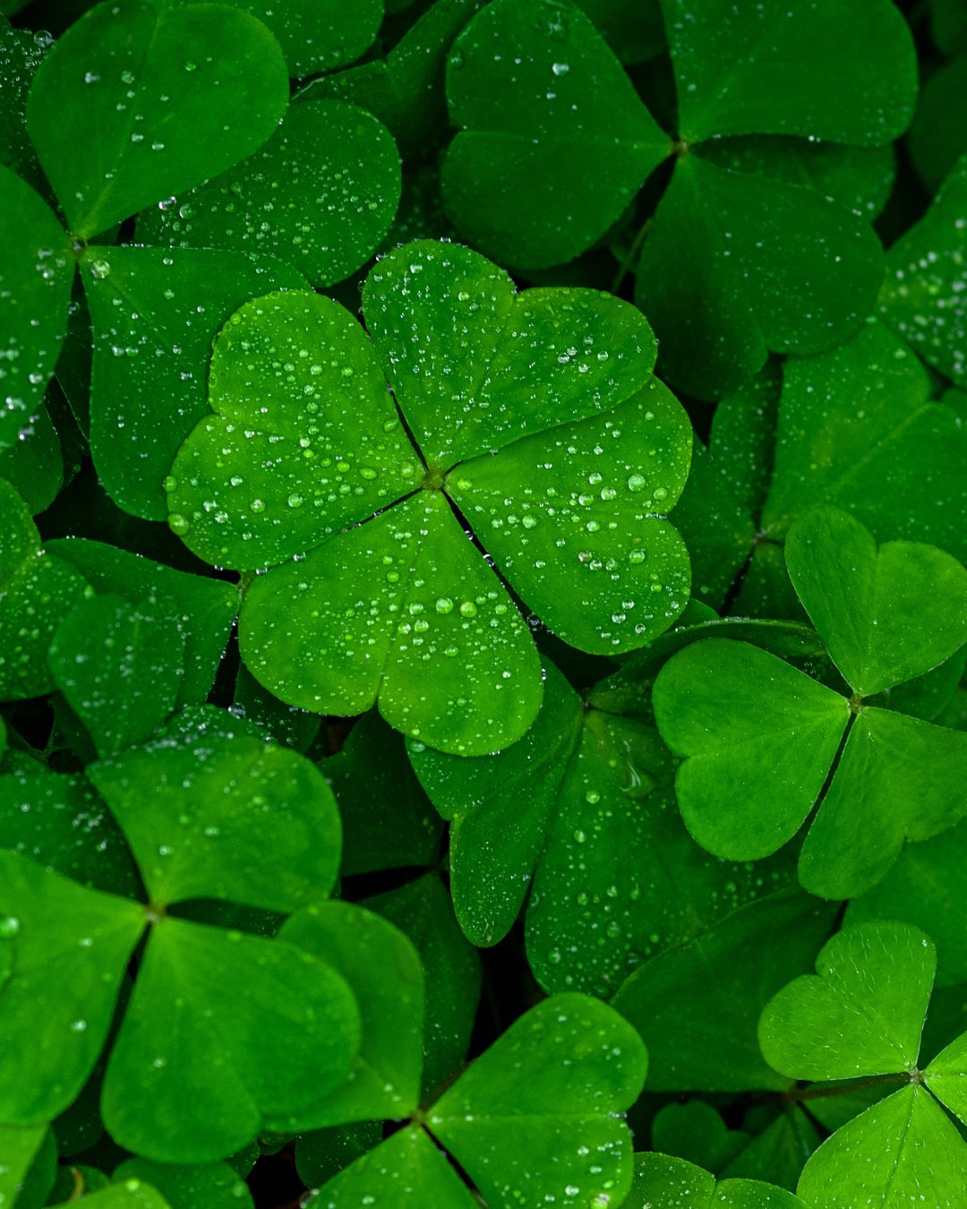 http://www.latelita.com/cdn/shop/articles/what-is-the-meaning-of-the-four-leaved-clover-785072.jpg?v=1701201945&width=2048