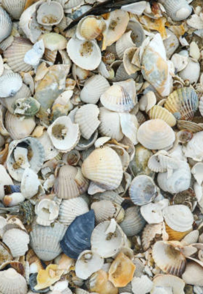 Shells`