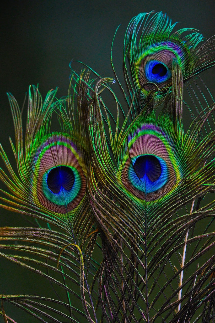 The Meaning And Symbolism Of The Peacock Feather In Peacock Jewellery 321504 ?v=1692710554&width=900